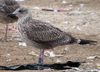juvenile LBBG, ringed in the Netherlands.